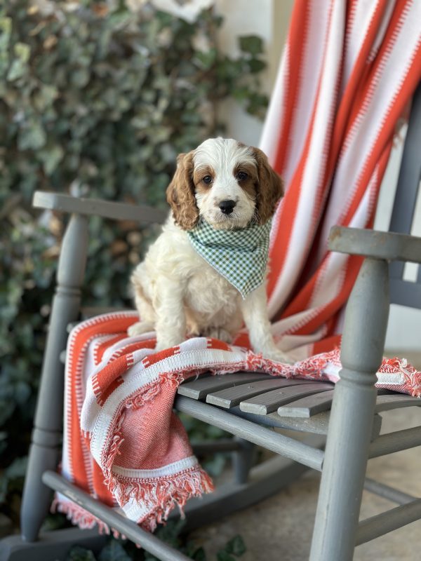 Green Checkered Boy- Micro Mini F1 Cavapoo - Image 2