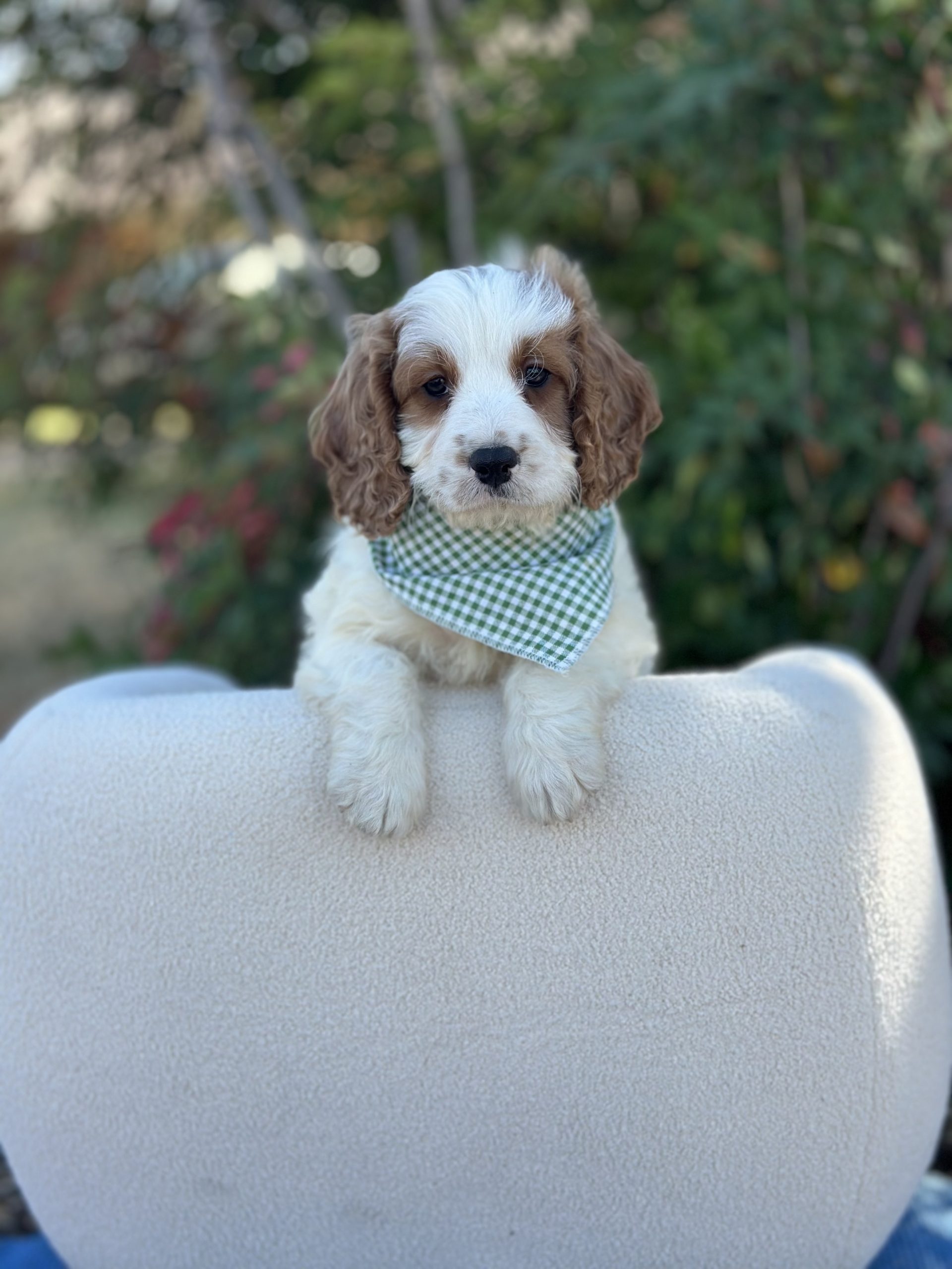 Green Checkered Boy- Micro Mini F1 Cavapoo