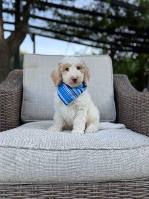 Blue Stripes Boy- F1B Standard Sheepadoodle