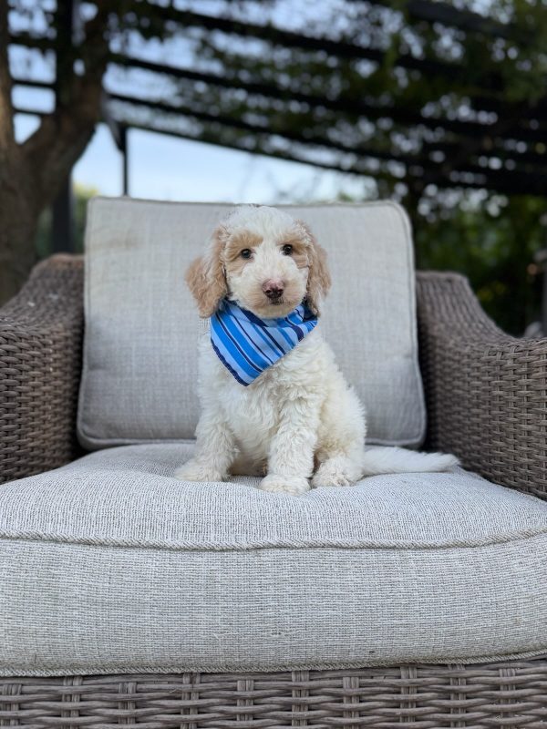 Blue Stripes Boy- F1B Standard Sheepadoodle