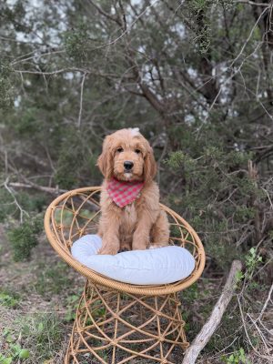 Red Plaid Boy - Medium F1