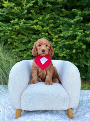Red Tuxedo Boy- Medium F1 English Cream