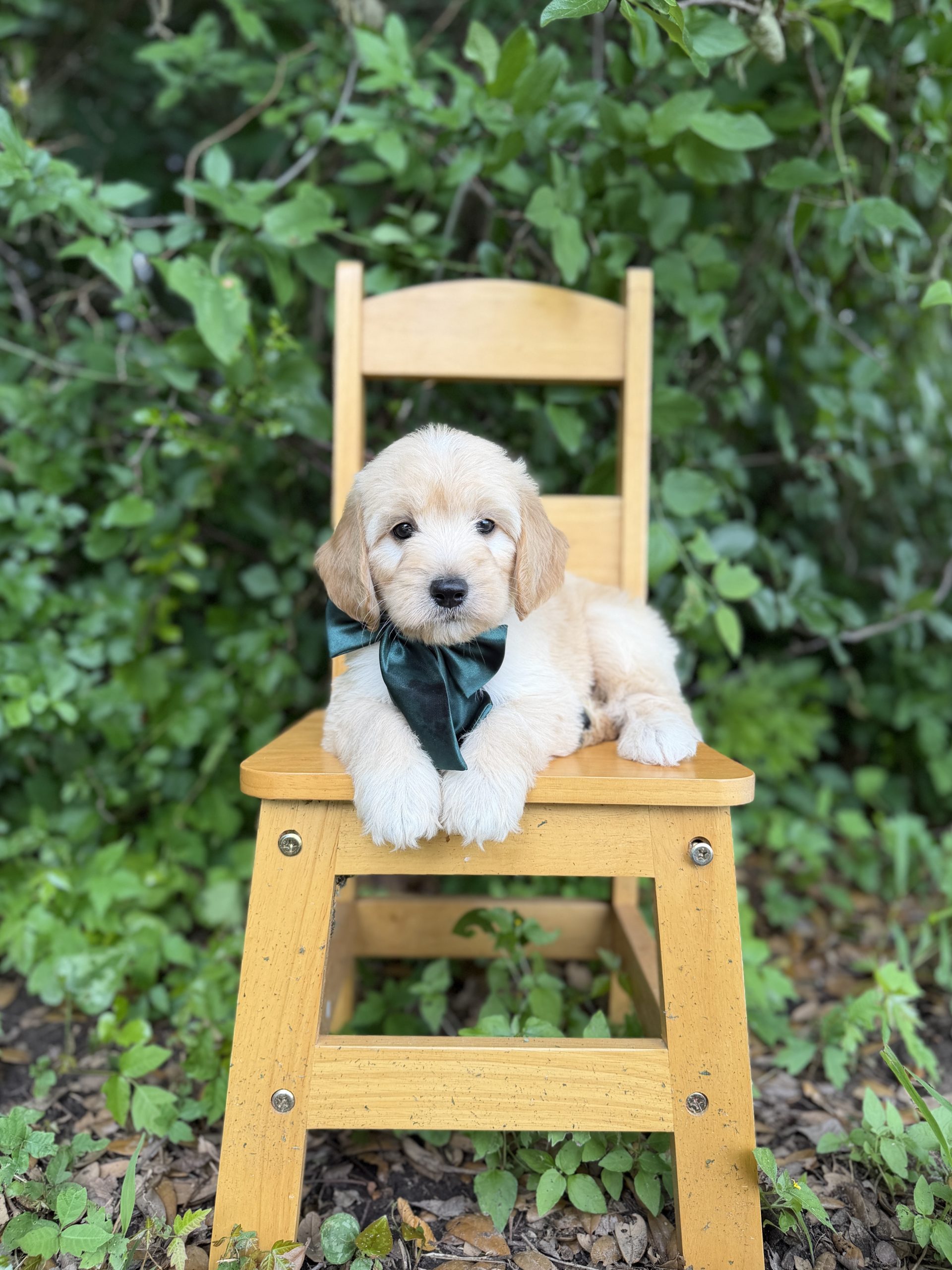 Teal Bow Boy- Medium F1 English Cream