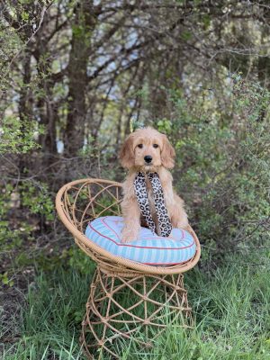 Leopard Scarf Girl- Medium F1