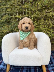 Green Checkered Boy- English Cream Mini F1