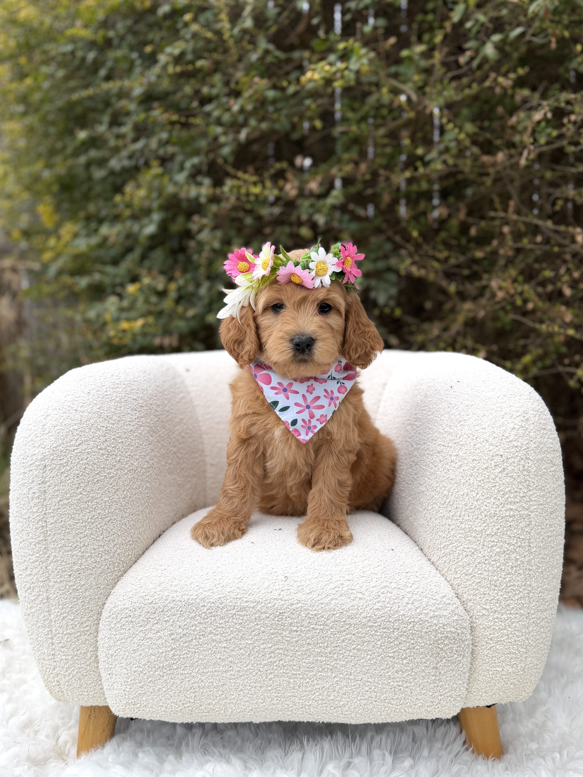 Flower Crown Girl- English Cream Mini F1