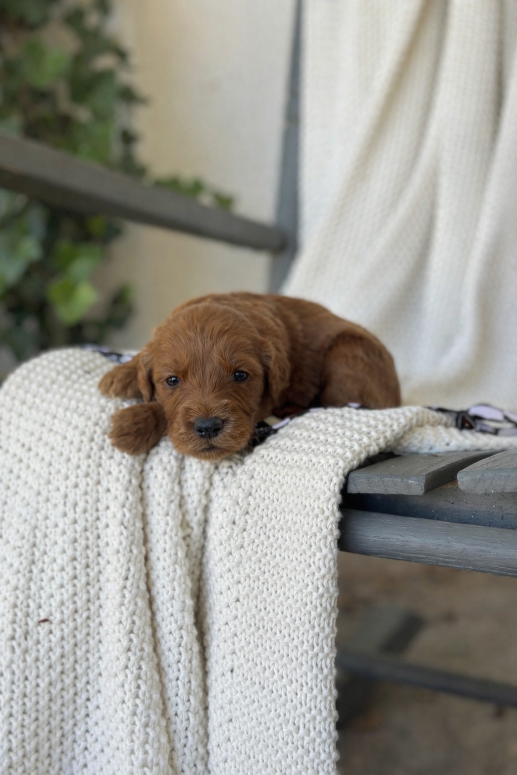 Black & White Boy- Standard F1