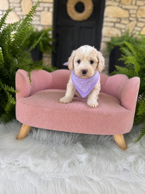 Purple Bandana Girl- English Cream Mini F1