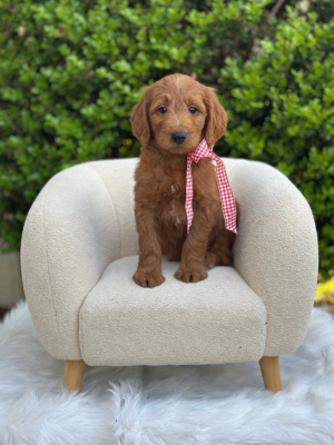 Red Checkered Boy- Standard F1