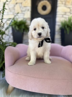 Black Bow Girl- English Cream Mini F1