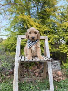 Black & White Checkered Boy - Medium F1