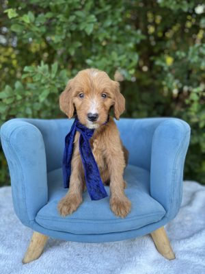 Navy Bow Boy- Standard F1