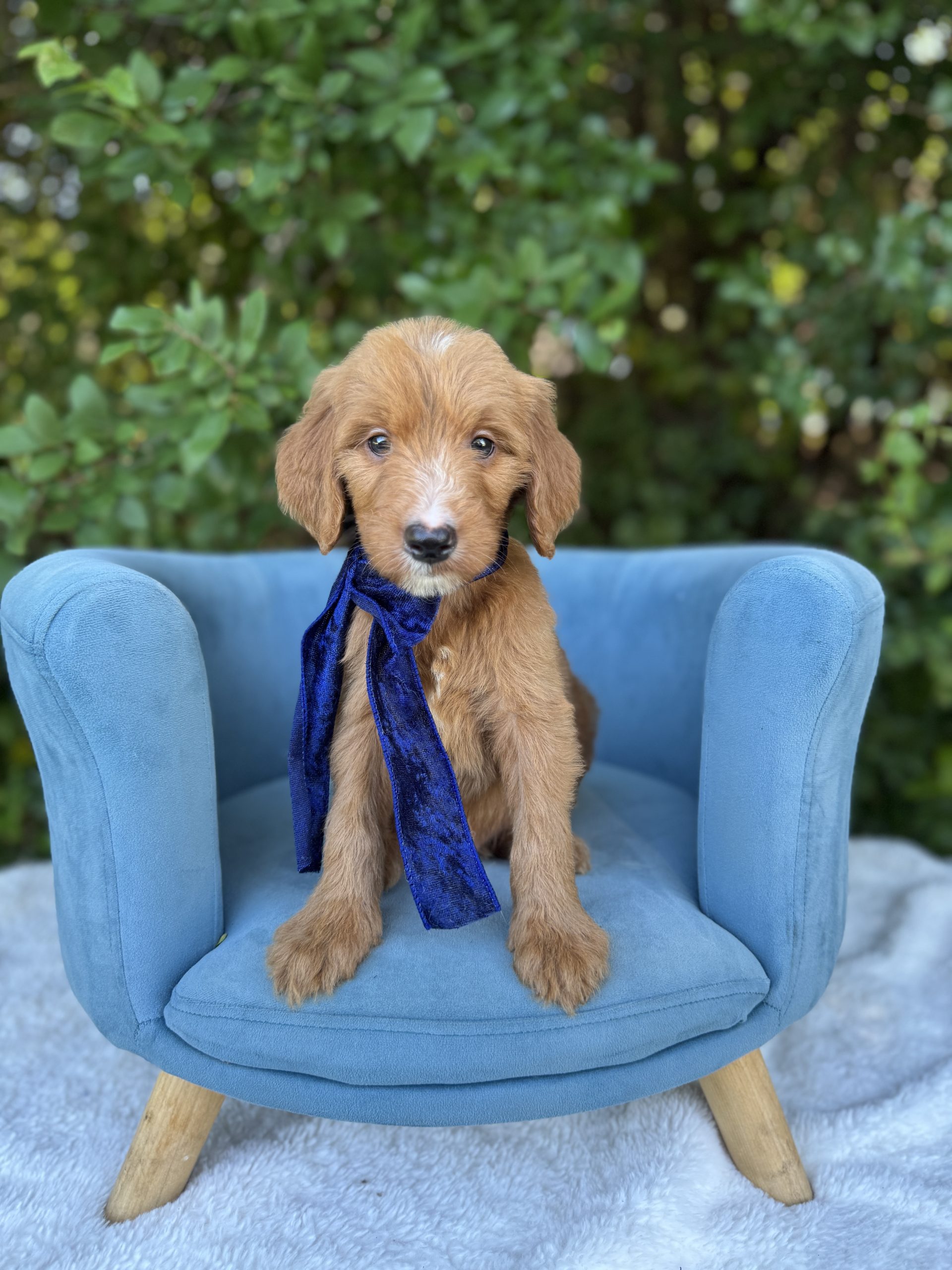 Navy Bow Boy- Standard F1