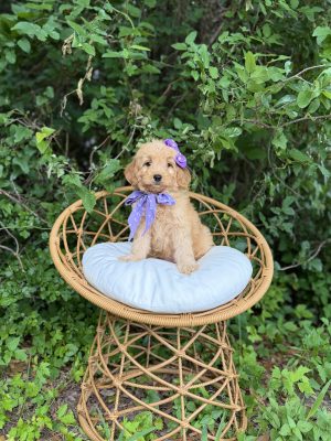 Purple Bow Girl  - Mini F1