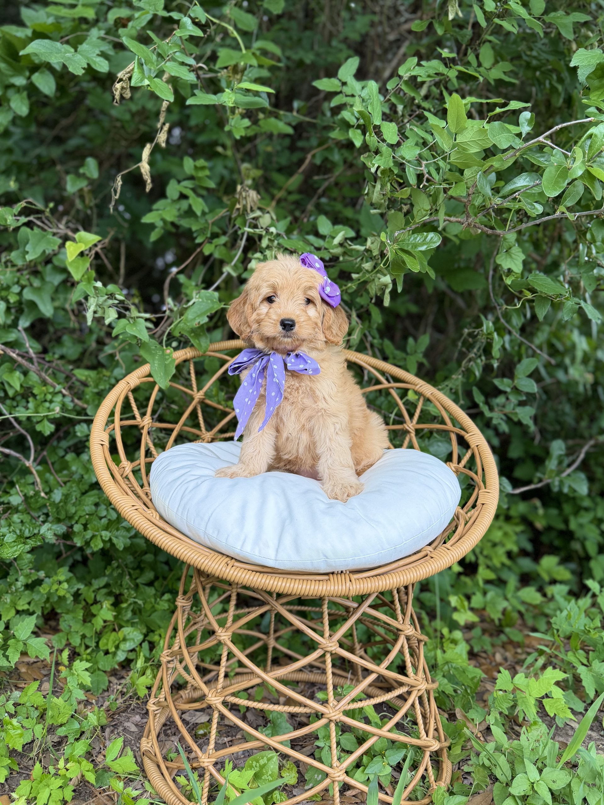 Purple Bow Girl - Mini F1