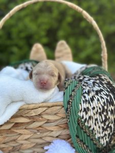 Green Leopard Girl- English Cream Mini F1