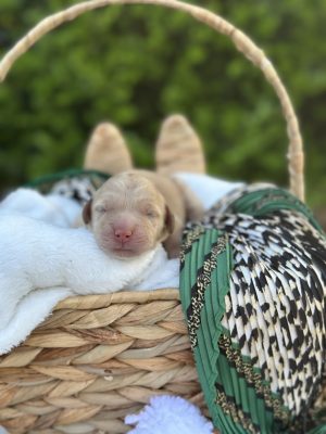 Green Leopard Girl- English Cream Mini F1