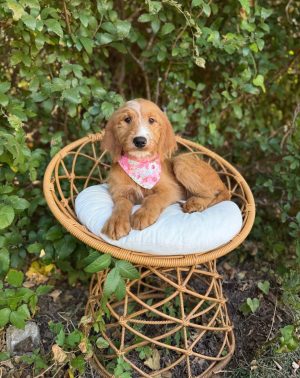 Light Pink Bandana Girl- Standard F1