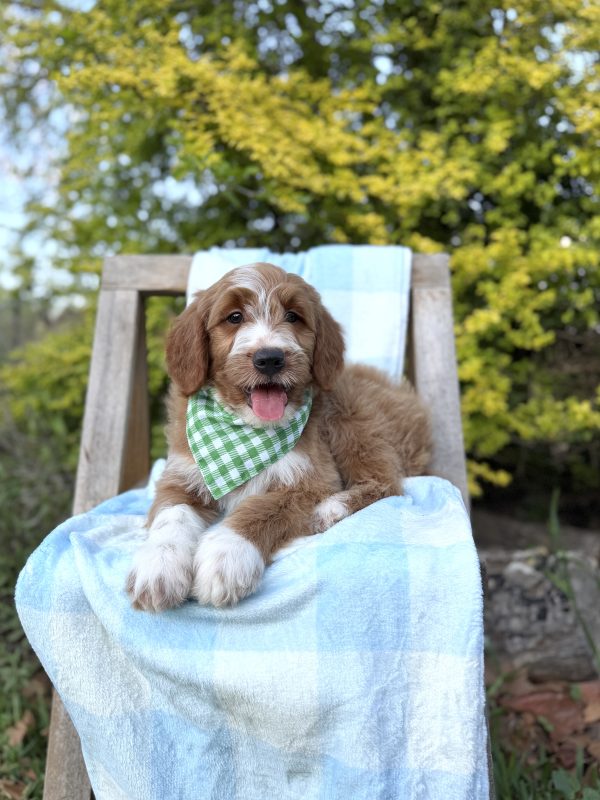 Green Checkered Boy- Medium F1