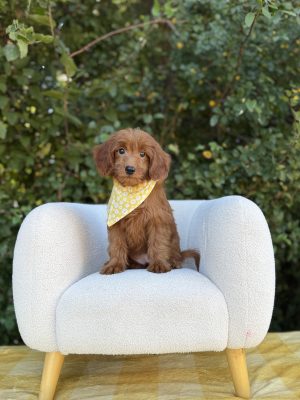 Yellow Bandana Girl- Mini F1