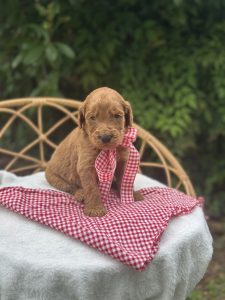 Red Checkered Boy- Standard F1