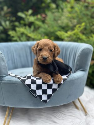 Black Bow Boy- Standard F1