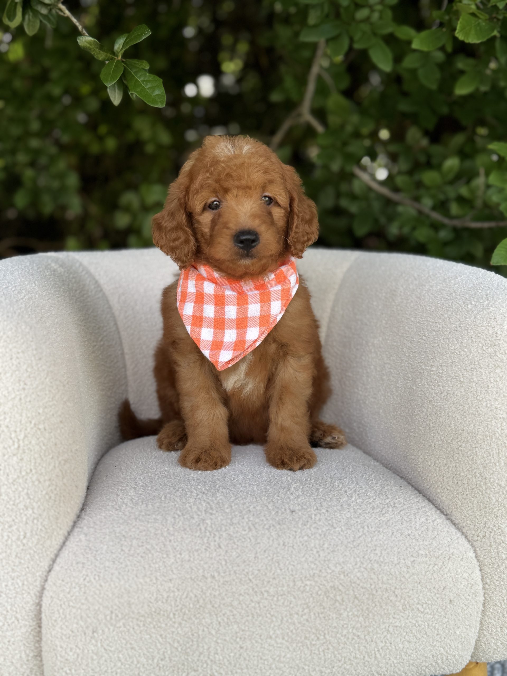 Orange Checkered Boy- Mini F1