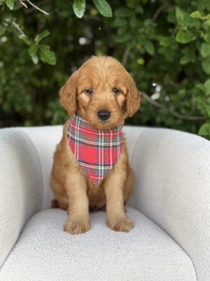 Red Plaid Boy- Mini F1