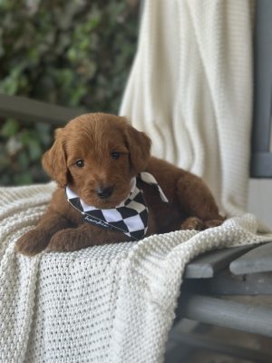 Black & White Boy- Standard F1