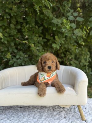 Orange Bandana Boy- Micro Mini F1B