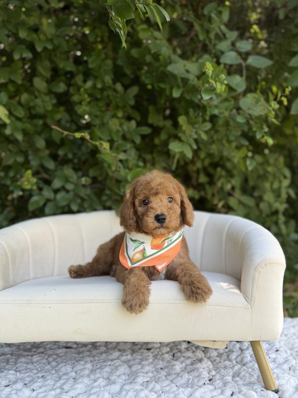 Orange Bandana Boy- Micro Mini F1B