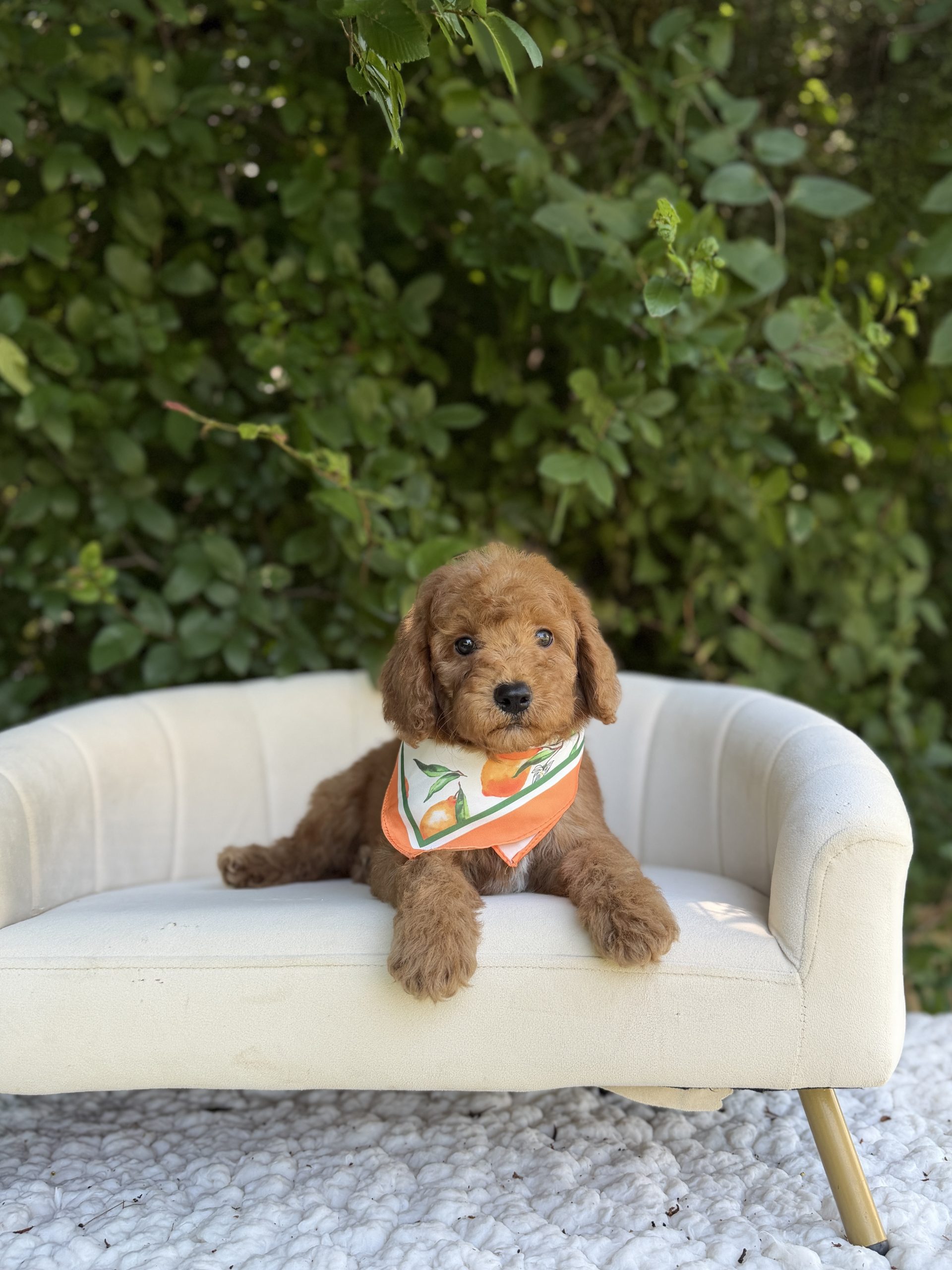 Orange Bandana Boy- Micro Mini F1B