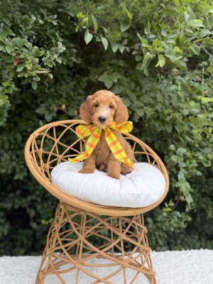 Yellow Bow Boy- Standard F1