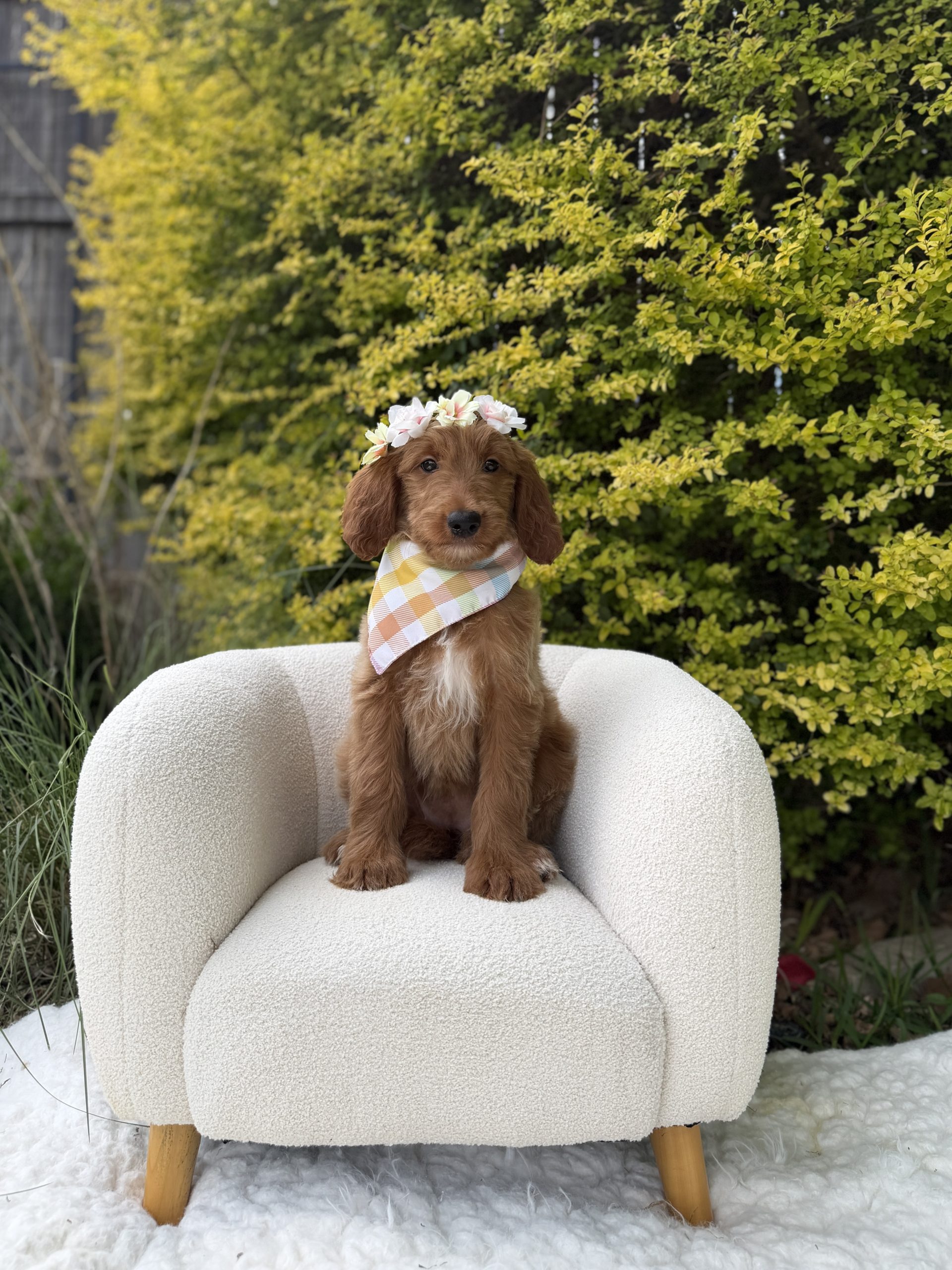 Flower Crown Girl- Medium F1