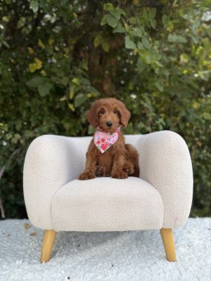Pink Bandana Girl- Mini F1
