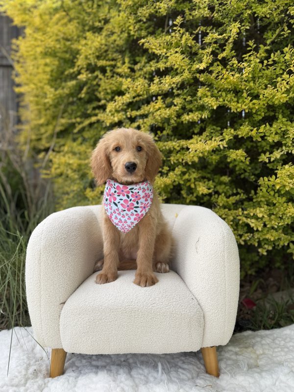 Pink Flower Girl- Medium F1