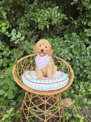 Lavender Bandana Girl  - Mini F1