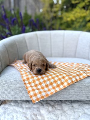 Orange Checkered Boy- Micro Mini F1B