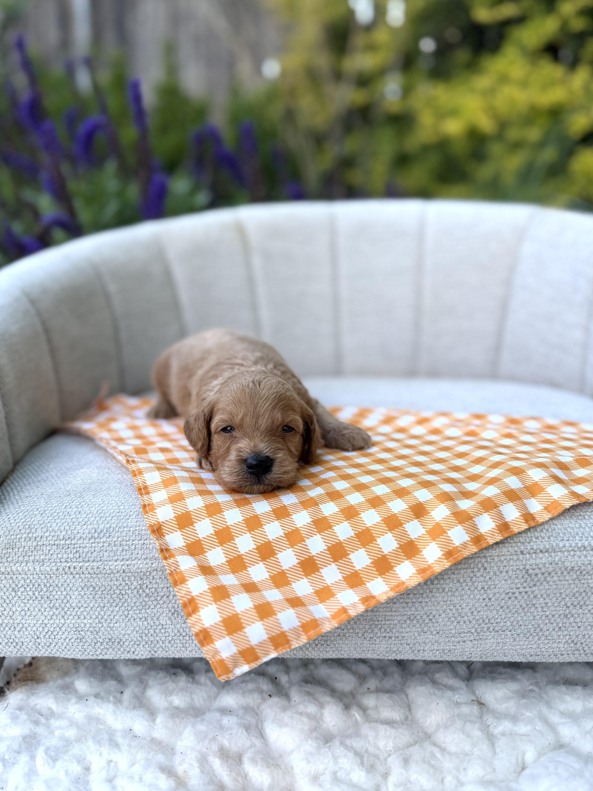 Orange Checkered Boy- Micro Mini F1B