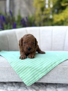 Green Stripes Boy- Micro Mini F1B