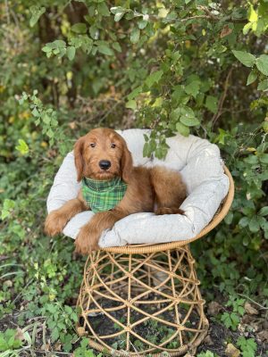 Green Plaid Boy- Standard F1
