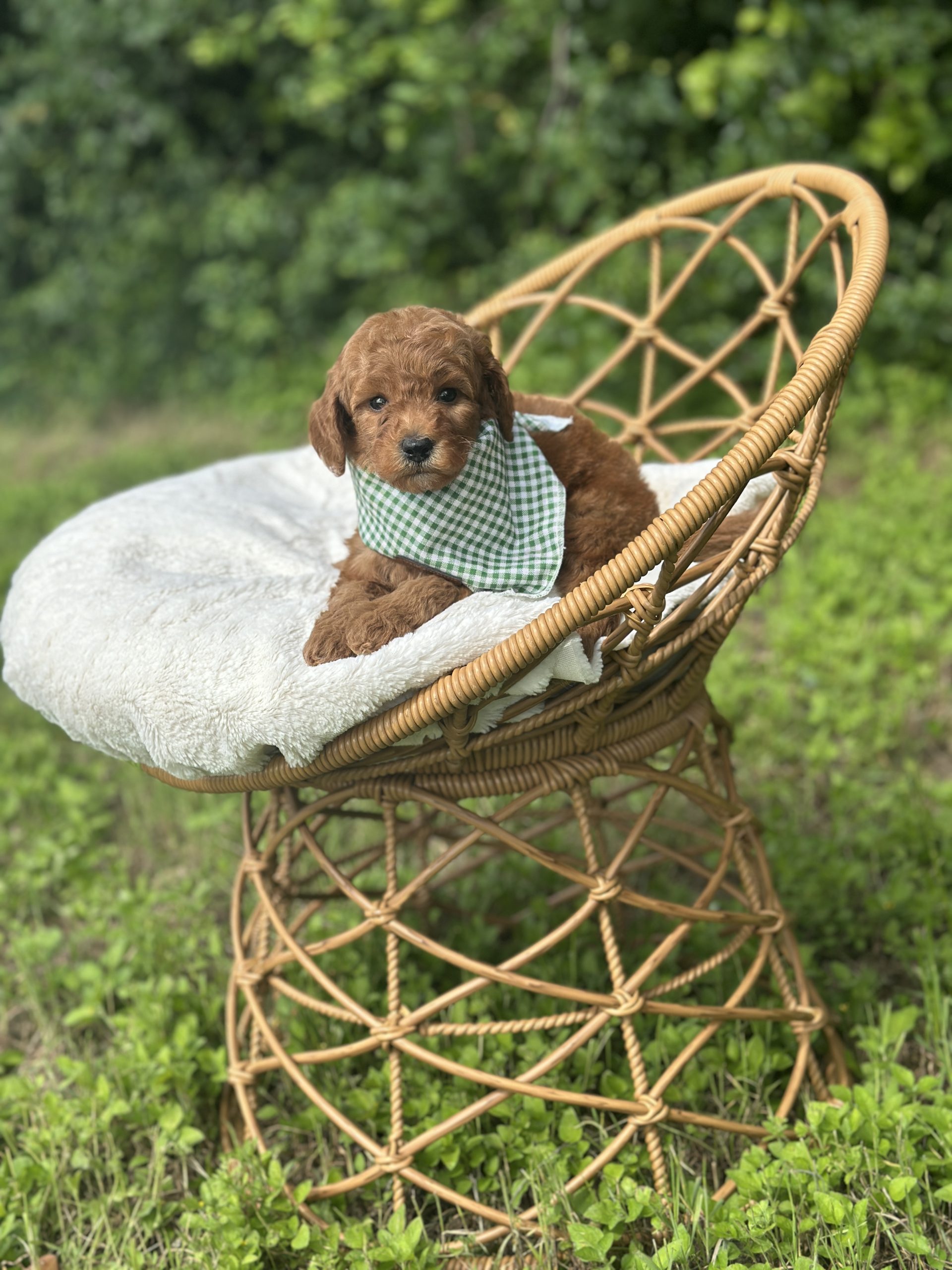 Green Gingham Boy- Micro Mini F1B