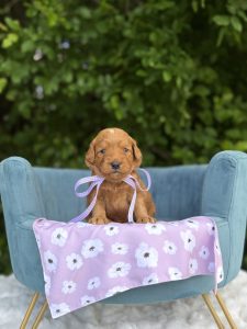 Purple Flower Girl  - Mini F1