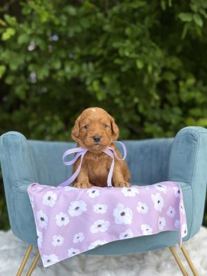 Purple Flower Girl  - Mini F1