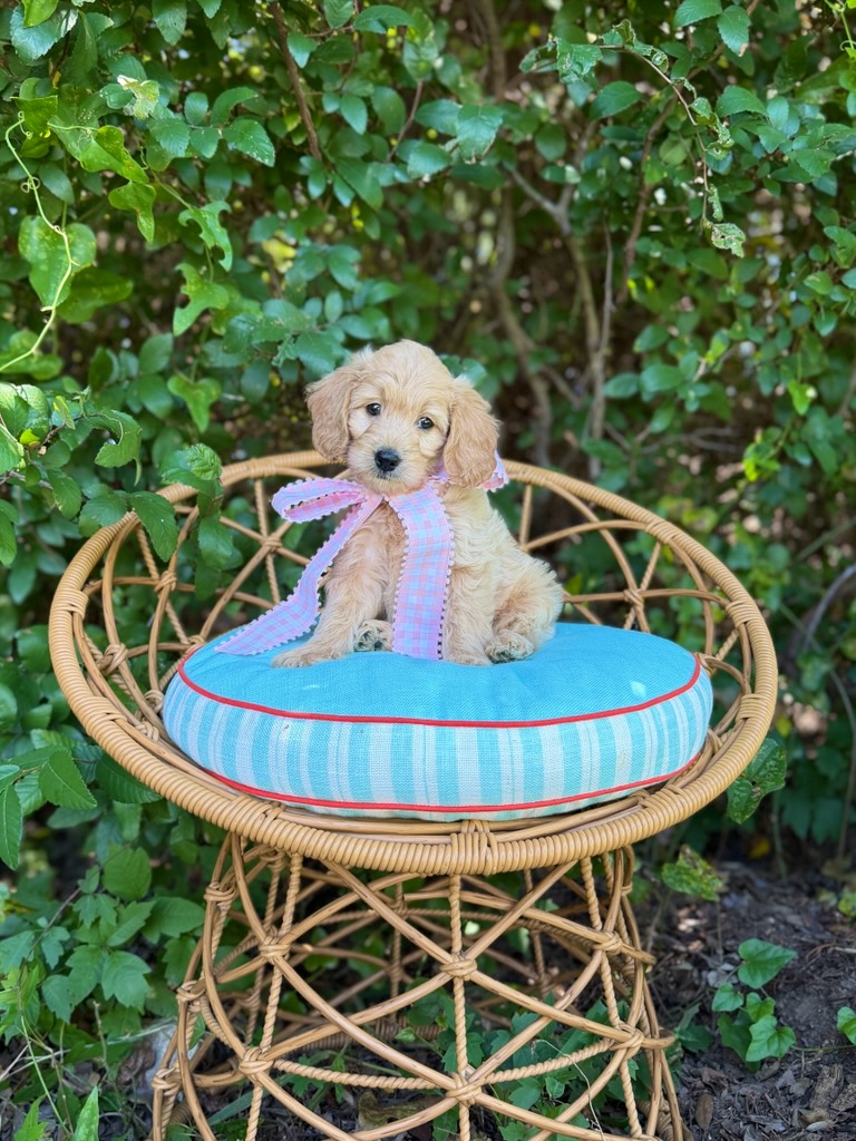 Light Pink Girl- English Cream Mini F1