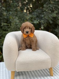 Orange Bowtie Boy- Mini F1 English Cream