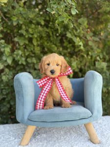 Red Bow Boy- Mini F1 English Cream