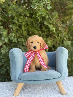 Red Bow Boy- Mini F1 English Cream