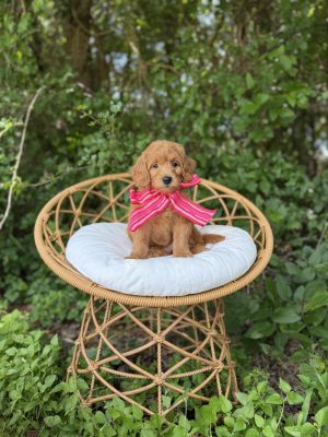Hot Pink Bow Girl- Medium F1
