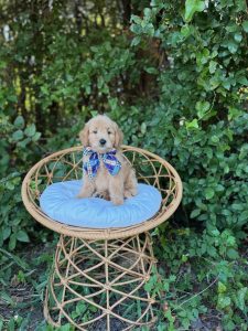 Blue Plaid Bow Boy- Mini F1 English Cream